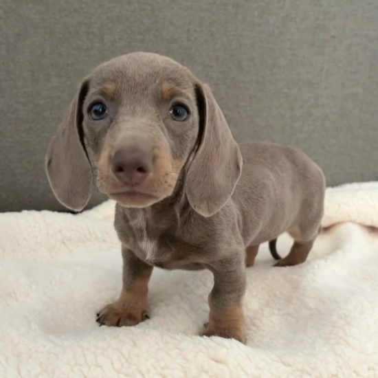 WhatsApp Image 2025-01-16 at 6.49.32 AM